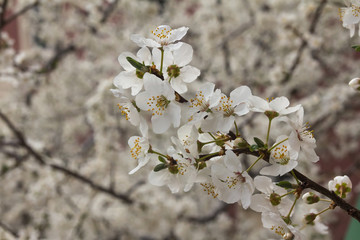 Blooming tree