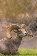 Desert Bighorn Sheep Ram