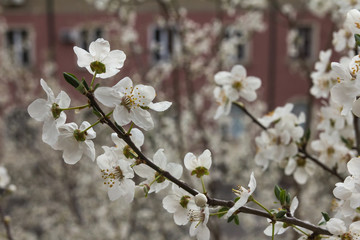Blooming tree