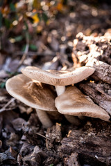 Deer mushroom, fawn mushroom, deer shield, Pluteus cervinus, and Pluteus atricapillus are all names for this edible mushroom
