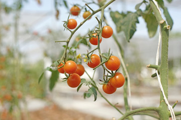 grape or cherry tomatoes hanging on tree