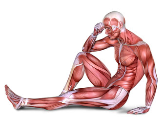 3d male body anatomy