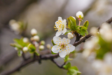 Blooming twig