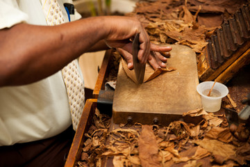 Hand making cigars from tobacco leaves, traditional product of C