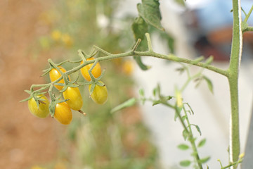 grape or cherry tomatoes hanging on tree