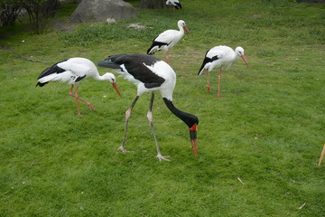 

    Saddle-billed stork (Ephippiarhynchus senegalensis), Okavango delta, Botswana, Africa