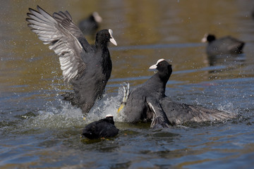 Eurasian Coot, Coot, Fulica atra
