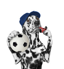 Dog with ball and whistle