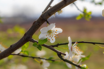 beautiful spring flowers in the sun