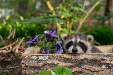 Baby Raccoon hiding in the garden © ondreicka