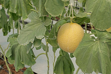 cantaloupe melon growing in greenhouse