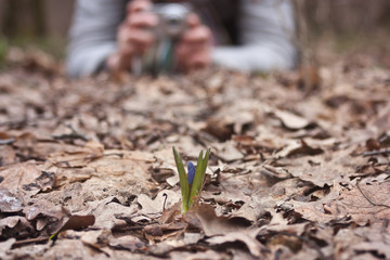 Bluebell -- Siberian Scilla, flowers in the forest, photographer on the background, forest landscape