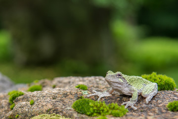 Gray Treefrog