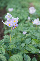 Blooming potato flower on the background of green potato plants