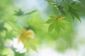 楓の葉