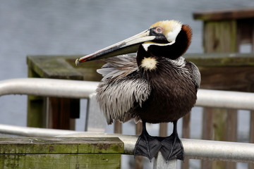 Pelican on a rail
