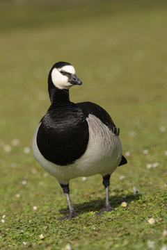 Bernacle Goose