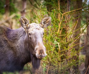 Moose portrait photographed in forest