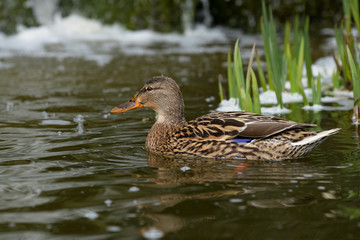 Mallard, Duck, Anas platyrhynchos