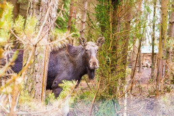 Moose portrait photographed in forest