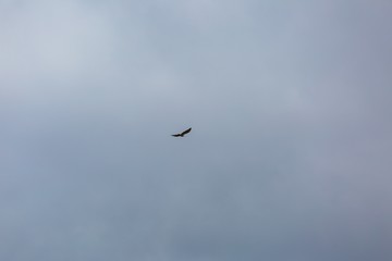 Hawk flying on cloudy sky background.