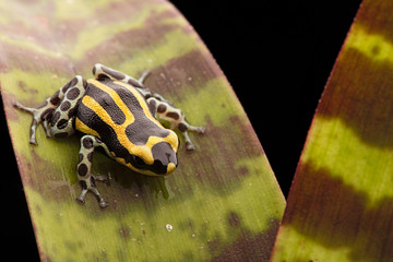 Ranitomeya lamasi panguana
