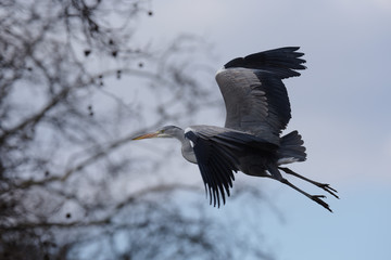 Grey Heron, Ardea cinerea