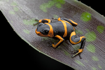 poison dart frog Ranitomeya imitator