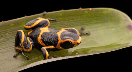 poison dart frog Ranitomeya imitator