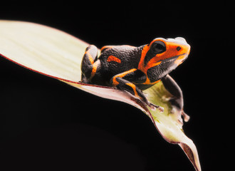 Fototapeta premium poison dart frog Ranitomeya imitator