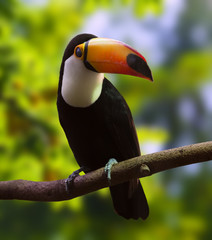 Fototapeta premium Portrait of Toco Toucan