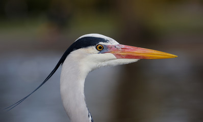 Grey Heron, Ardea cinerea