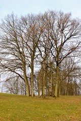 Obraz premium A group of trees in a park