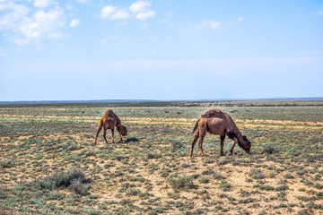 Two camels eating in scrub desert