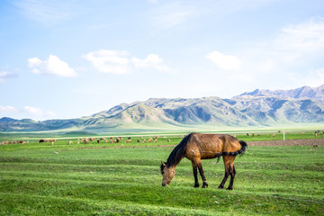 Fototapeta na wymiar Horse feeding on a green meadow