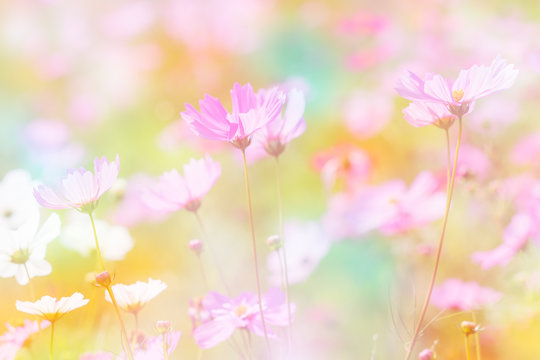 Fototapeta Abstract blurred and soft focus cosmos flower on bokeh pastel fi