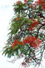 Peacock flowers on poinciana tree over blue sky