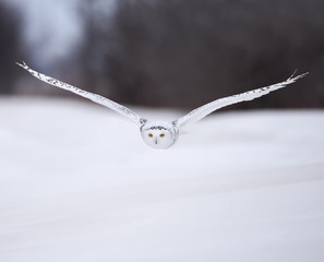 Fototapeta premium Snowy Owl in Flight Over Snow Field 
