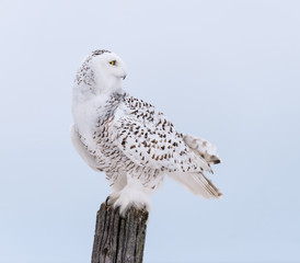 Snowy Owl Portrait