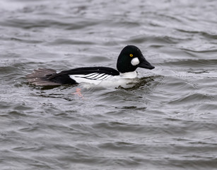 Male Common Goldeneye Swimming in Winter