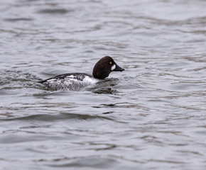 Female Common Goldeneye Swimming in Winter