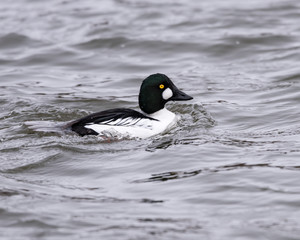 Male Common Goldeneye Swimming in Winter