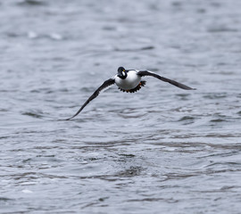 Male Common Goldeneye in Flight in Winter