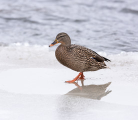 Female Mallard in Winter