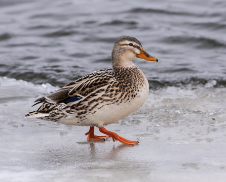 Female Mallard with light plumage standing on ice in winter