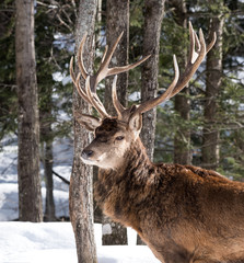 Naklejka na ściany i meble Elk in Winter