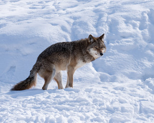 Coyote standing on snow in winter