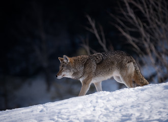 Coyote standing on snow in winter, Portrait