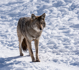  Grey or Gray Wolf in Winter