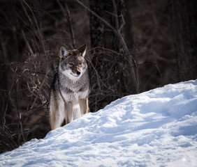  Grey or Gray Wolf in Winter